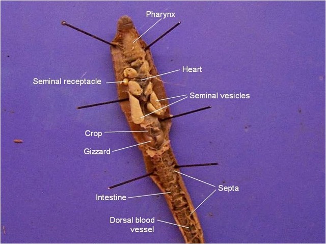 february-28th-march-1st-earth-worm-dissection