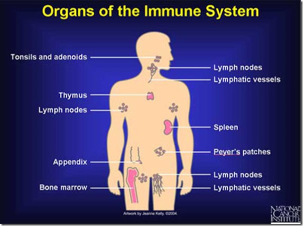 immune-system-101